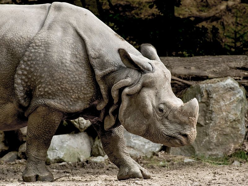 Rhinocéros indien : DierenPark Amersfoort par Loek Lobel