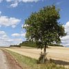 Weg mit Baumallee im Sommer und abgeernteten Feldern von Martin Flechsig