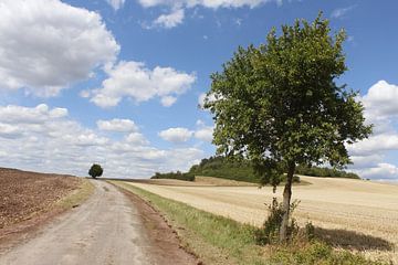 Path with tree-lined avenue in summer and harvested fields