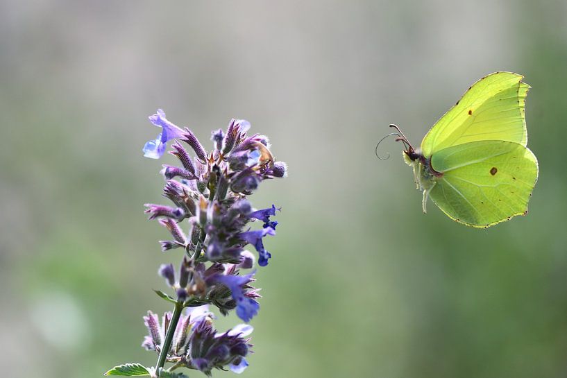 Eat, fly and enjoy by A. Bles