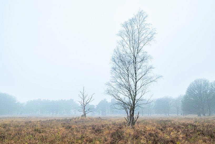 Dwingelderveld - Drenthe (Niederlande) von Marcel Kerdijk