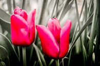 Tulpen in blad van Freddy Hoevers thumbnail