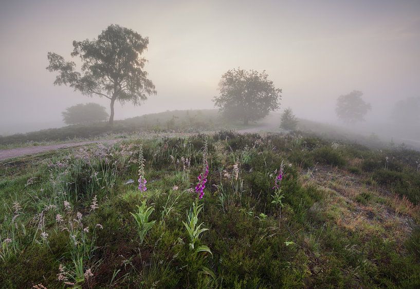 Mystical Landscape with Foxglove: A Moment of Natural Serenity by Hevonax Photography