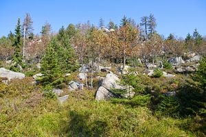 Wandern an den Hohneklippen im Harz