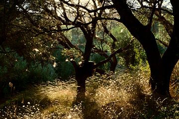 OLIVENBÄUME von Miroslav Ptacek