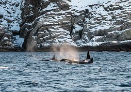 Orca von Merijn Loch