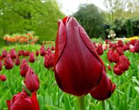 De rode tulp