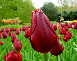 De rode tulp by Frans van Luit