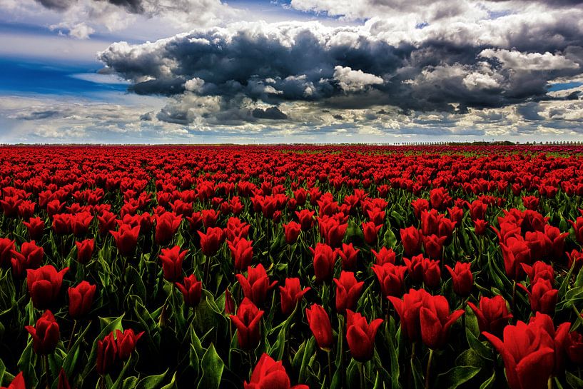 Rode Tulpen van Cho Tang