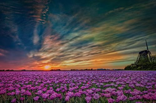 Paysage de tulipes hollandaises