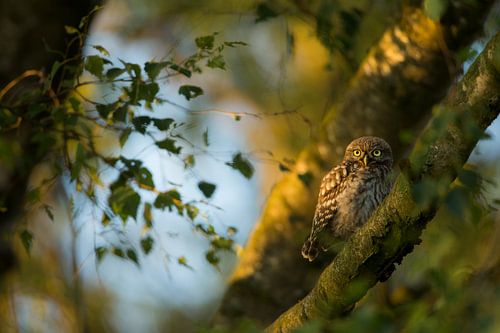 Steenuil in de boom in laatste avondlicht