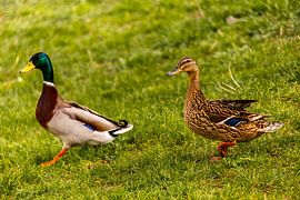 Eine wunderschöne Fahrradtour entlang des Elbradweges von Ústí nad Labem nach Dresden durch die Sächsische & Böhmische Schweiz - Deutschland - Tschechien 