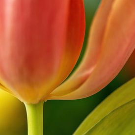 Tulpe in Großaufnahme von Mieke Geurts-Korsten