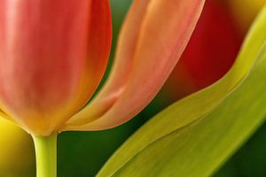 Tulp in close up van Mieke Geurts-Korsten