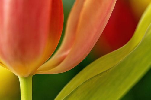 Tulip in close up