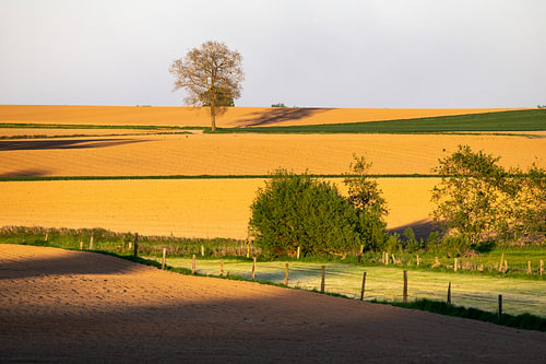 Golvend land in avondzon