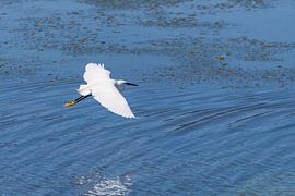 Herons in the lagoon of Orbetello by Peter Baier