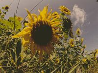Sunny days 6