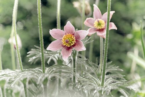 Blume VIII - Kuhschelle
