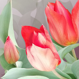Verwilderde Tulp van Carla Baartman - Fun and Digital Art