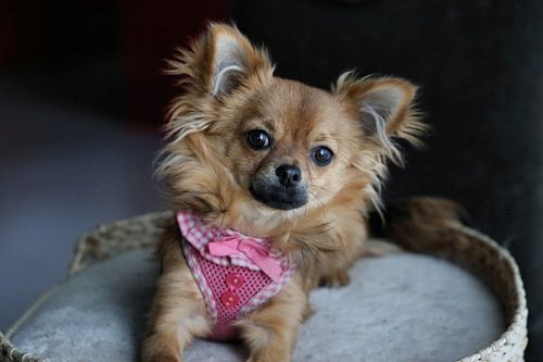 Chihuahua pup ligt in een mandje