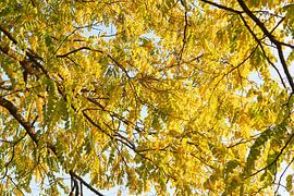 Robinia pseudoacacia frisia 6910080222 photographer Fred Roest by Fred Roest