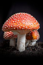 Macro opname van een vliegenzwam