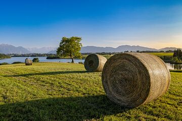 Am Feld von Christina Bauer Photos