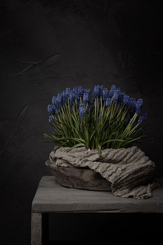 Ländliches Stilleben mit blauen Weintrauben in einer Holzschale mit Leinentuch (vertikal)