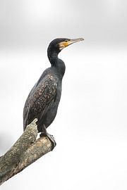 Une splendeur colorée sur Bert Kok