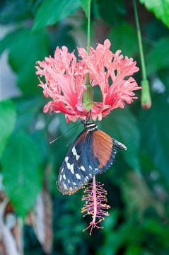 Roze bloem met prachtige vlinder van Ilse Radstaat