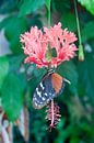 Roze bloem met prachtige vlinder von Ilse Radstaat Miniaturansicht