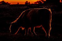 Le Highlander écossais en train de paître au coucher du soleil sur la Groote Peel