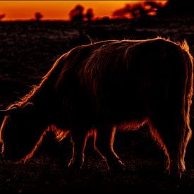 Schotse Hooglander grazend tijdens zonsondergang op de Groote Peel van @Pixelsenses