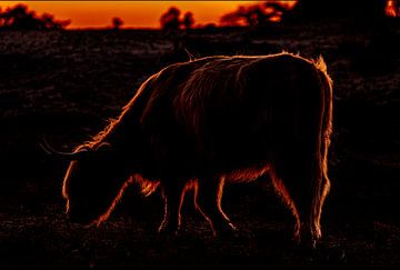Schotse Hooglander grazend tijdens zonsondergang op de Groote Peel van @Pixelsenses