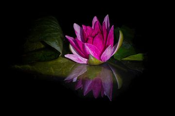 Splendid water lily in pink by marlika art