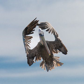 Pelican, Curaçao, Kokomo Beach by Ronald Harmsen