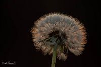 sunny dandelion
