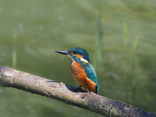 Junger Eisvogel, die Natur in ihrer schönsten Form