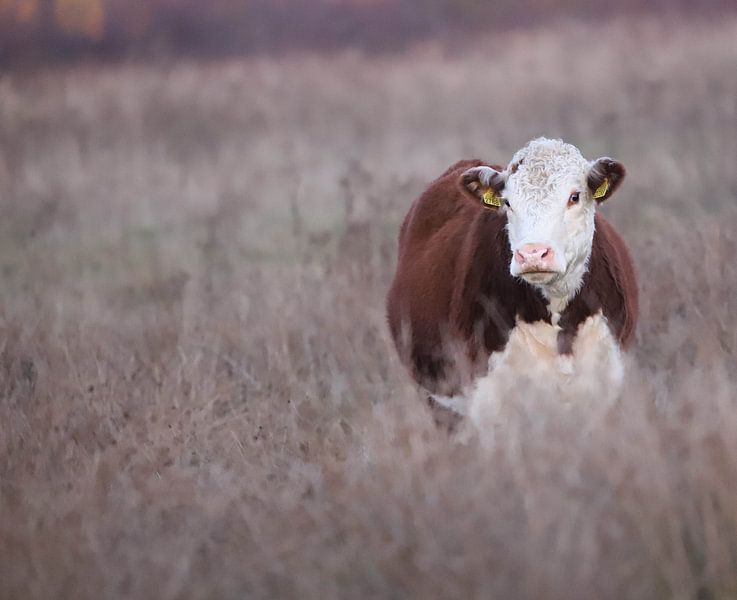Cow on the Fochteloërveen, the Netherlands by Karin van Rooijen Fotografie