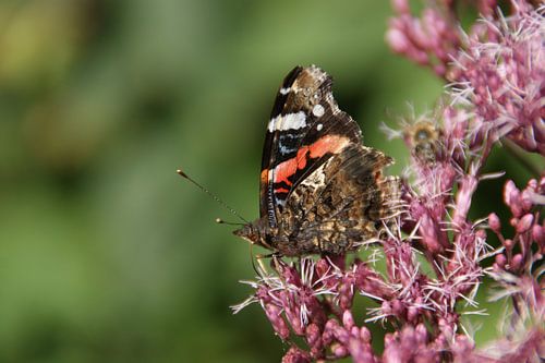 Ein niederländischer Schmetterling in der Avifauna