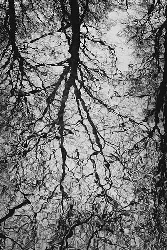 MIRRORING TREES 01