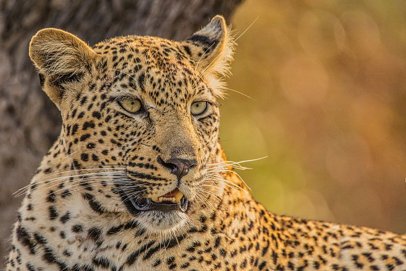 Cheetah van Dominique Verhulst