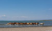 Des chevaux dans l'eau par Daan Kloeg Aperçu