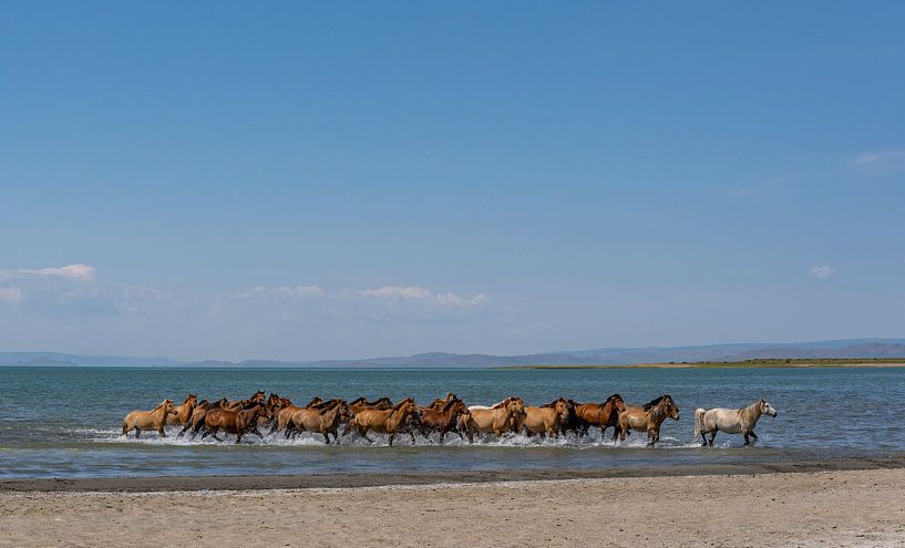 Des chevaux dans l'eau par Daan Kloeg