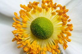 Anemoon macro von Hilda Palm