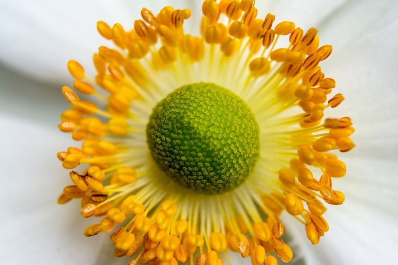 Anemoon macro by Hilda Palm