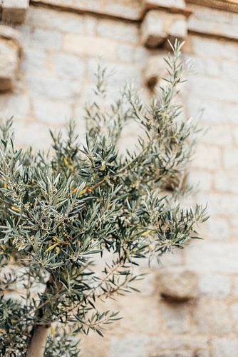 Olivenbaum in Frankreich