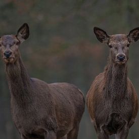 Hinden Edelherten sur Michiel Leegerstee