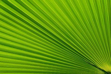 Palm Leaf van Greetje van Son